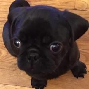 Meet your Posher, Min